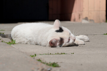 Fototapeta na wymiar A homeless sick cat on the asphalt