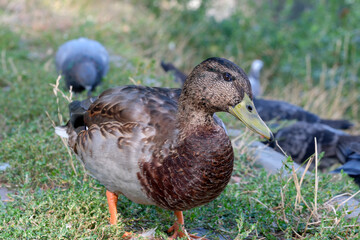 A wild duck on a small city lake