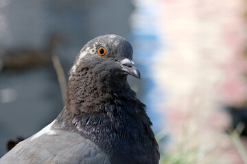 Urban wild pigeons by the lake feed