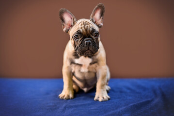 small French bulldog puppy on a brown background