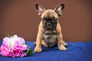 small French bulldog puppy on a brown background