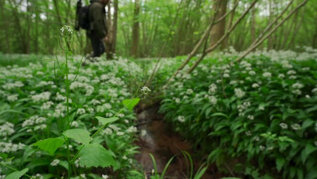 Obscure shot of a man doing something near a stream surrounded by wild woodland garlic
