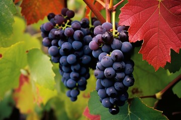 Ripe gamay grapes on lush vine leaves. Generative AI