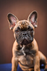 small French bulldog puppy on a brown background