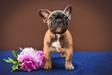 small French bulldog puppy on a brown background