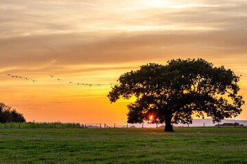 Sunset in rural Sussex, with geese in flight near a silhouetted tree