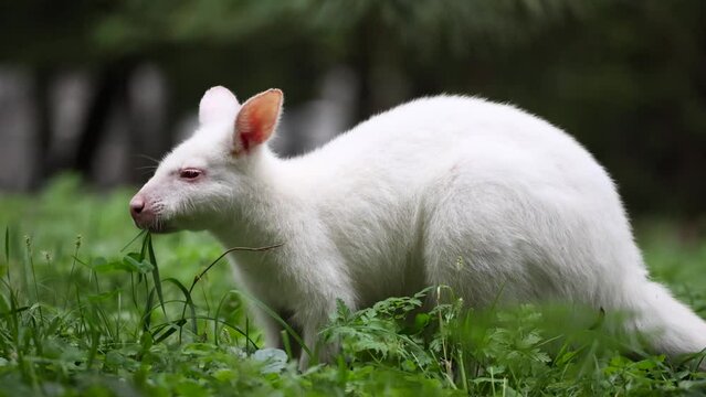 Australian red-necked albino wallaby eating green grass om meadow.