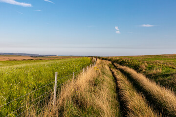 Obraz premium A pathway alongside farmland in the South Downs, on a sunny late afternoon in September