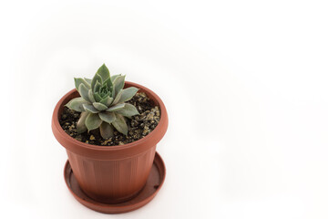 Succulent in a brown pot on a white background isolate