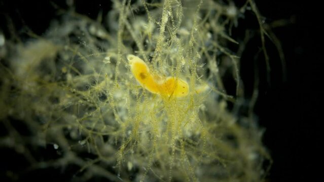 Worm Dinophilus taeniatus under a microscope, family Dinophilidae. Sample found in the White Sea, Jule.