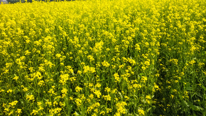What a wonderful sight in a field of mustard trees full of yellow mustard flowers.