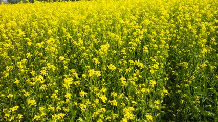 Foto op Plexiglas What a wonderful sight in a field of mustard trees full of yellow mustard flowers. © Rajani
