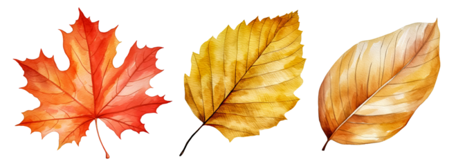 Set of artistic watercolor style autumn leaves isolated on white background. Fall nature elements.
