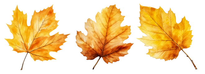 Set of artistic watercolor style autumn leaves isolated on white background. Fall nature elements.