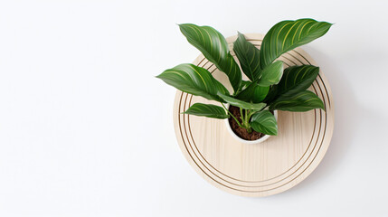 Top view image of wooden white background and plant