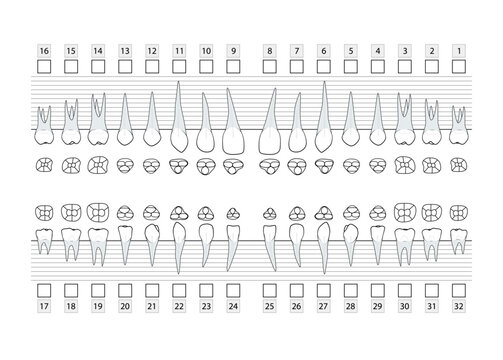 Teeth with roots numbering chart for adult teeth. Dentist examination template system. Medical dental screening clinic. Mouth health. Vector illustration, stock image.