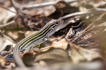 Obraz premium A lizard that appears to be a six-lined racerunner (Cnemidophorus sexlineatus) in Wingate Creek State Park, Florida
