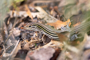 A lizard that appears to be a six-lined racerunner (Cnemidophorus sexlineatus) in Wingate Creek State Park, Florida