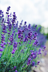 Obraz premium Lavender Field in a Sunny Day: A Blissful Expanse of Fragrant Purple Blossoms Amidst Radiant Sunshine and Clear Blue Skies, Creating a Serene and Vibrant Landscape That Captivates the Senses