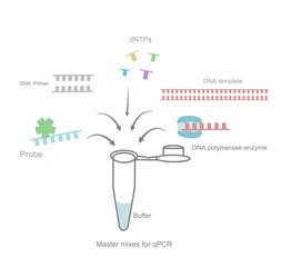 The master mixes for real time PCR reaction in a test tube that shows the important component: DNA Primer, Probe, DNA template, Polymerase enzyme, dNTPs and buffer.