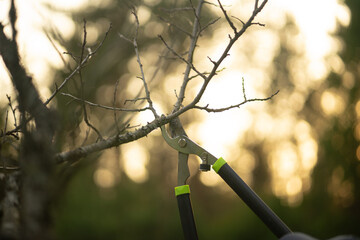 Pruning branches on trees in the garden.A gardener's tool.Tree care.Cut off the branch.