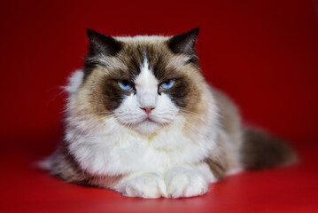 
colorful ragdoll cat on a red background