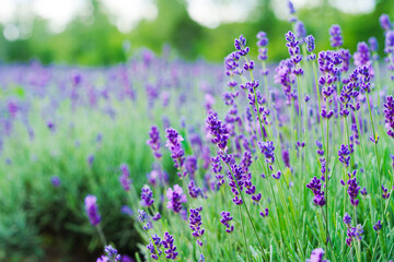 Lavender Field in a Sunny Day: A Blissful Expanse of Fragrant Purple Blossoms Amidst Radiant Sunshine and Clear Blue Skies, Creating a Serene and Vibrant Landscape That Captivates the Senses