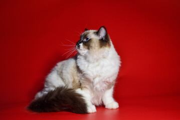 
colorful ragdoll cat on a red background