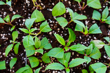 Growing Hydrangeas from Cuttings. Seedlings in their propagation tray. Propagation of macrophylla, paniculata hydrangeas. Top view.