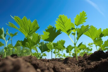 closeup of green leaves growing in soil, against a blue sky background