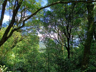 Fototapeta premium trees in the forest