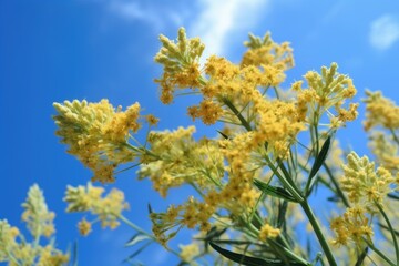 closeup of a flowering plant against a blue sky