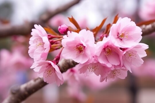 closeup of beautiful blossoming japanese sakura tree growing on a field or garden