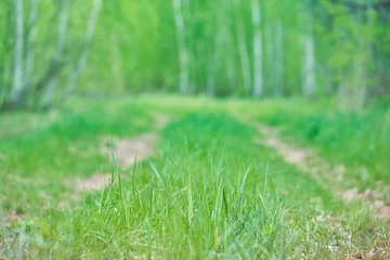 Photo sur Plexiglas Bouleau Green grass. Spring background. Path in a birch forest. Soft focus. Nature    