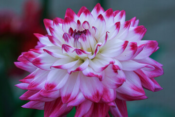 森町、波多野エクスプレスガーデンのダリア園