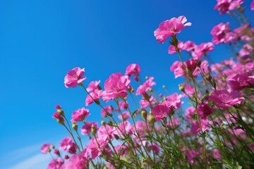 closeup of pink flowers against a clear blue sky