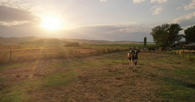 Cow standing on field at farm. Organic farming, young cattle cows in a paddock on a farm at sunset