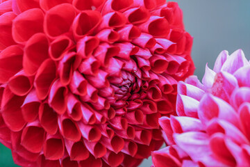 森町、波多野エクスプレスガーデンのダリア園