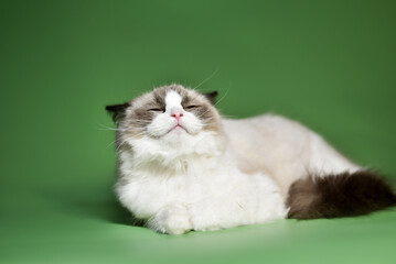 
luxurious ragdoll cat on a green background