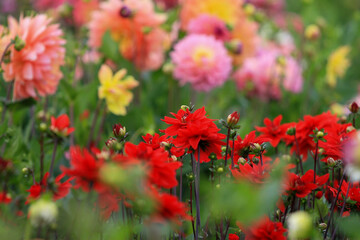 森町、波多野エクスプレスガーデンのダリア園