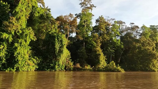 Boat ride sailing along Kinabatangan river cruise in Boreno past tropical trees