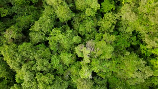 Aerial view of tall trees