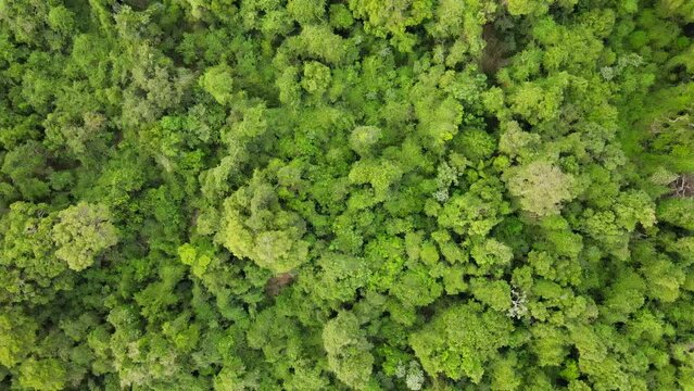 spinning aerial view of lush green tropical rain forest