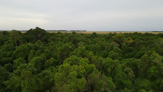 Aerial view of tree canopy