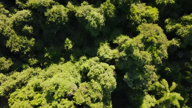Aerial view of tall lush green trees