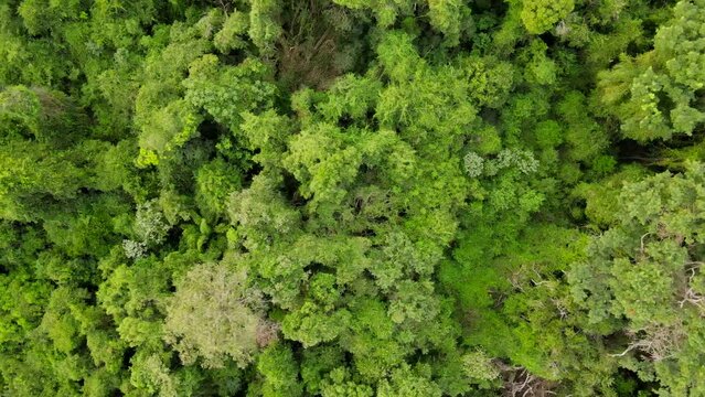 Aerial view of tree  canopy