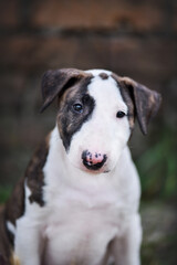 
little bullterrier puppy on a walk