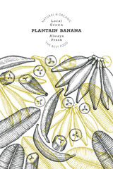Hand drawn sketch style plantain banner. Organic fresh fruit vector illustration. Retro exotic banana fruit design template