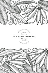 Hand drawn sketch style plantain banner. Organic fresh fruit vector illustration. Retro exotic banana fruit design template