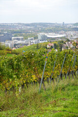 Fototapeta na wymiar Wine yards in Stuttgart region in Germany in October